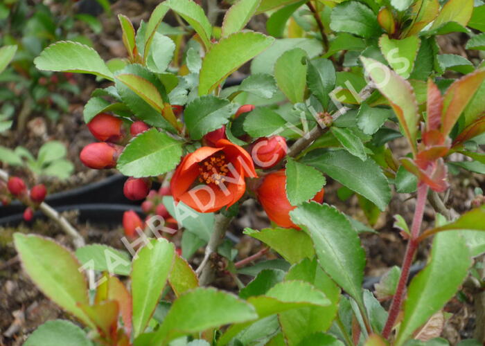 Kdoulovec japonský 'Sargentii' - Chaenomeles japonica 'Sargentii'
