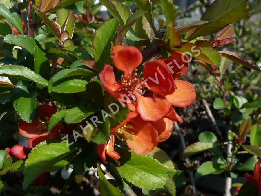 Kdoulovec japonský 'Sargentii' - Chaenomeles japonica 'Sargentii'