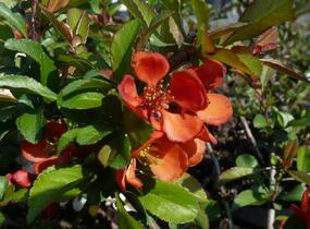 Kdoulovec japonský 'Sargentii' - Chaenomeles japonica 'Sargentii'