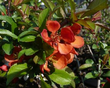 Kdoulovec japonský 'Sargentii'