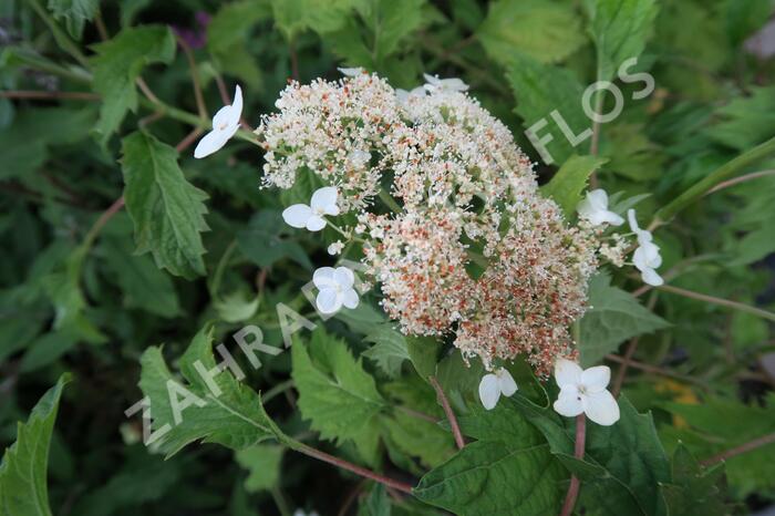 Hortenzie stromečkovitá 'Riven Lace' - Hydrangea arborescens 'Riven Lace'