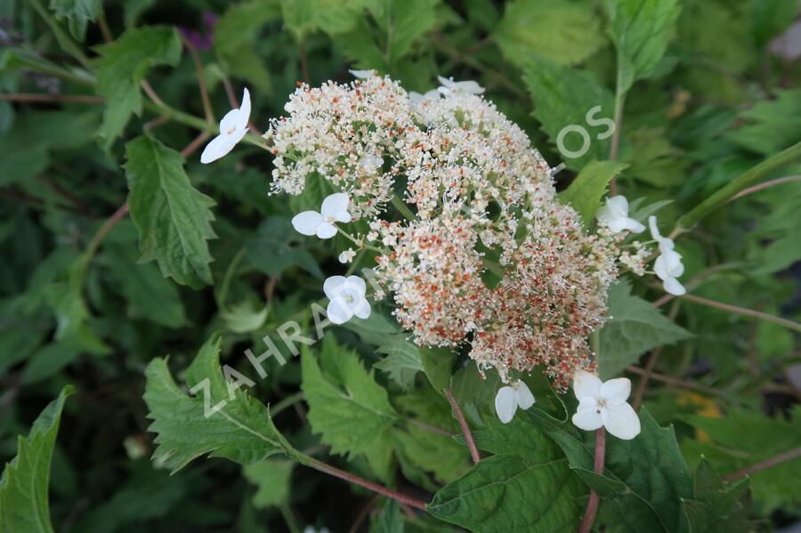 Hortenzie stromečkovitá 'Riven Lace' - Hydrangea arborescens 'Riven Lace'