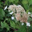 Hortenzie stromečkovitá 'Riven Lace' - Hydrangea arborescens 'Riven Lace'