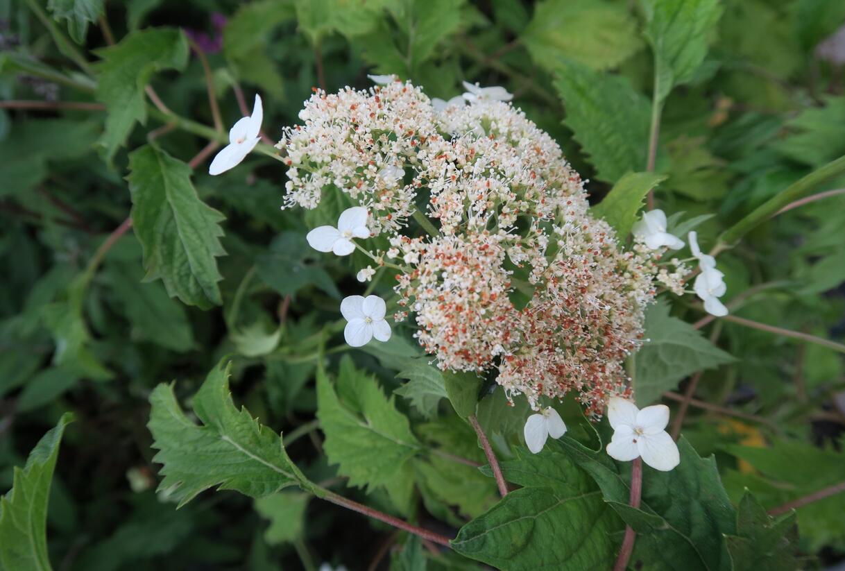 Hortenzie stromečkovitá 'Riven Lace' - Hydrangea arborescens 'Riven Lace'