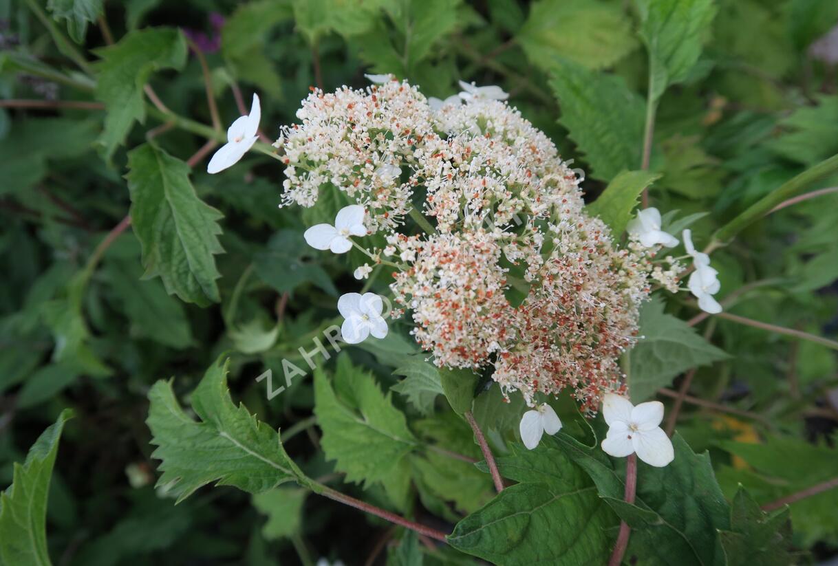Hortenzie stromečkovitá 'Riven Lace' - Hydrangea arborescens 'Riven Lace'