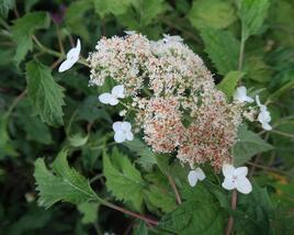 Hortenzie stromečkovitá 'Riven Lace'