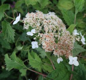 Hortenzie stromečkovitá 'Riven Lace' - Hydrangea arborescens 'Riven Lace'