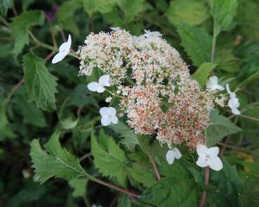 Hortenzie stromečkovitá 'Riven Lace'