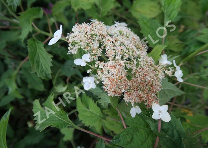 Hortenzie stromečkovitá 'Riven Lace' - Hydrangea arborescens 'Riven Lace'