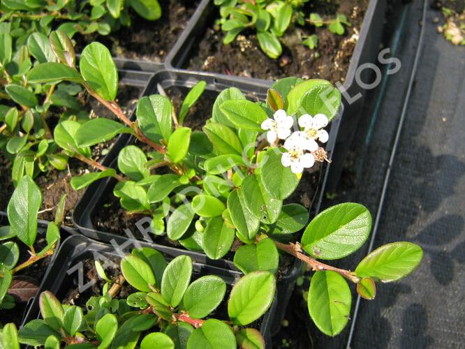 Skalník Dammerův - Cotoneaster dammeri