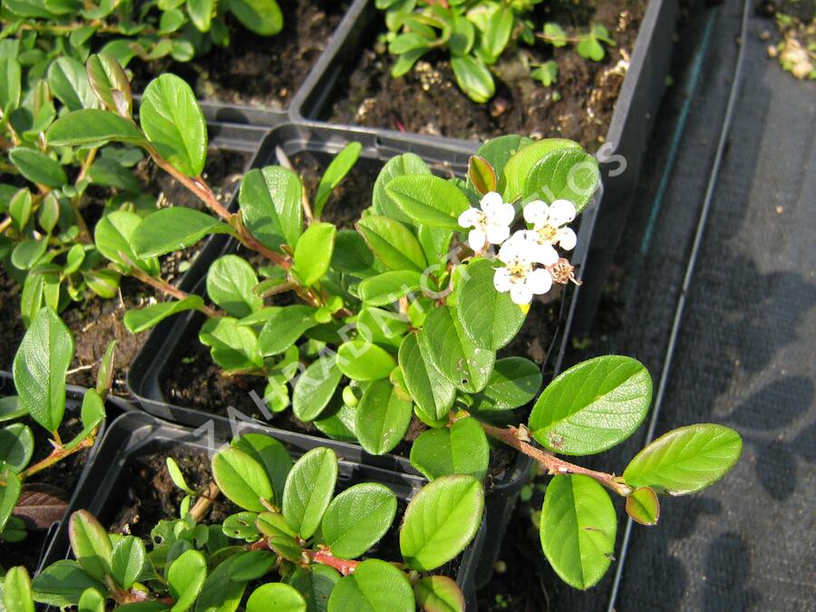 Skalník Dammerův - Cotoneaster dammeri