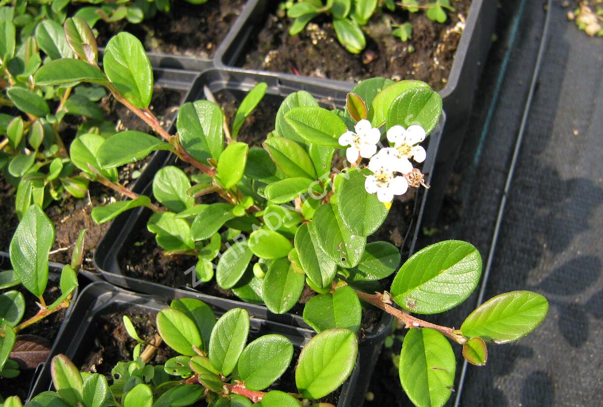 Skalník Dammerův - Cotoneaster dammeri