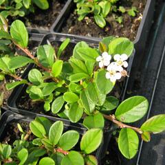 Skalník Dammerův - Cotoneaster dammeri