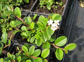 Skalník Dammerův - Cotoneaster dammeri