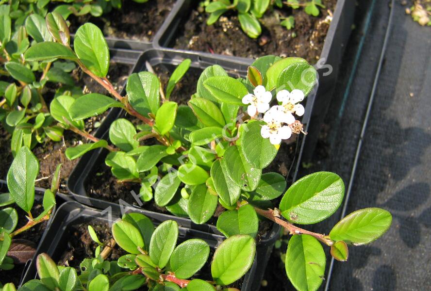 Skalník Dammerův - Cotoneaster dammeri