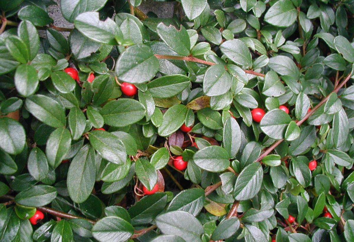 Skalník Dammerův - Cotoneaster dammeri