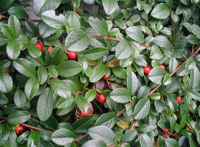 Skalník Dammerův - Cotoneaster dammeri