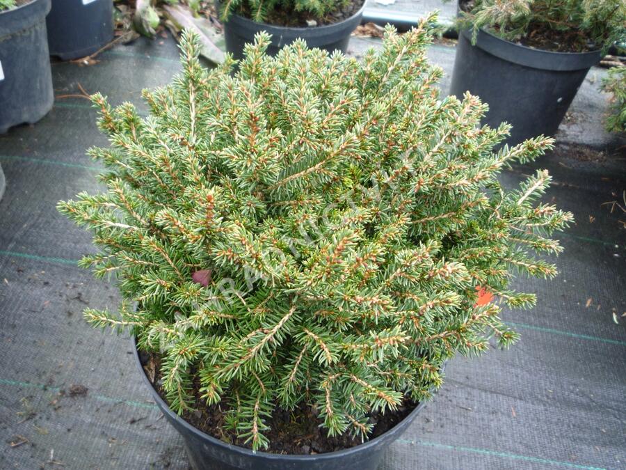 Smrk ztepilý 'Little Gem' - Picea abies 'Little Gem'