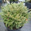 Smrk ztepilý 'Little Gem' - Picea abies 'Little Gem'