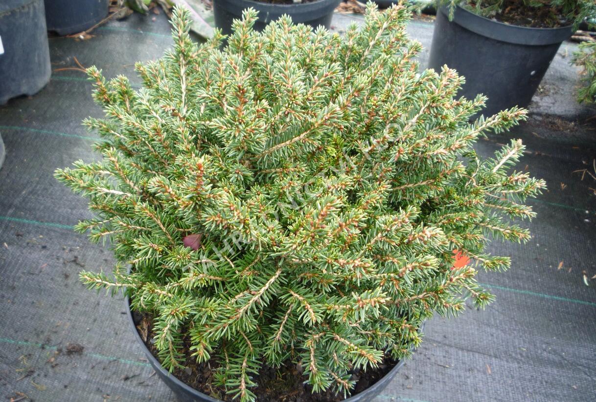 Smrk ztepilý 'Little Gem' - Picea abies 'Little Gem'