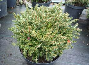 Smrk ztepilý 'Little Gem' - Picea abies 'Little Gem'