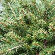 Smrk ztepilý 'Little Gem' - Picea abies 'Little Gem'