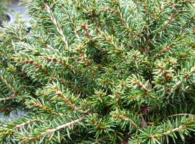 Smrk ztepilý 'Little Gem' - Picea abies 'Little Gem'