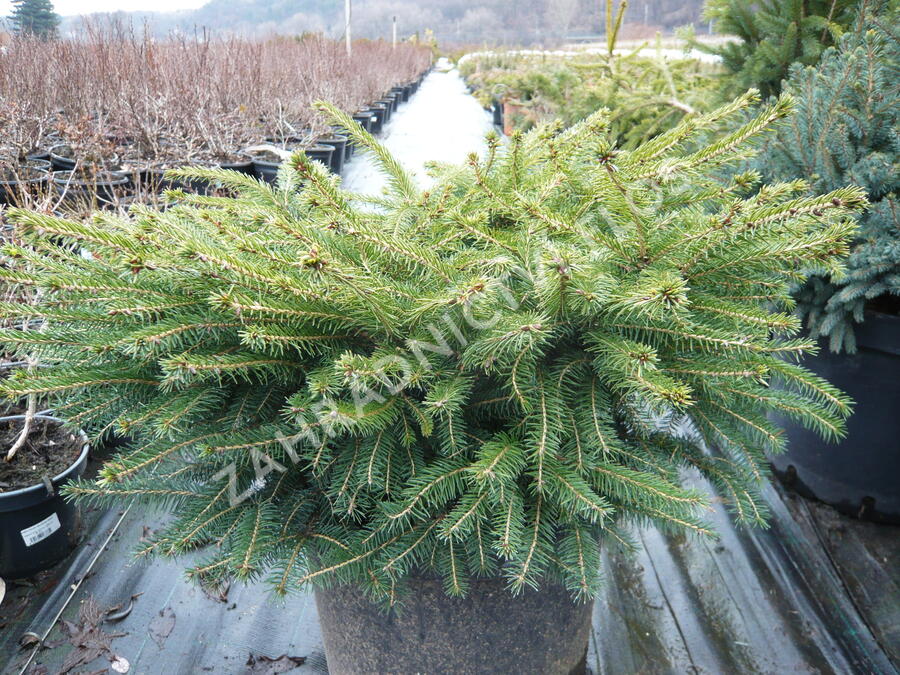 Smrk ztepilý 'Little Gem' - Picea abies 'Little Gem'