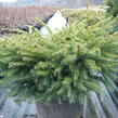 Smrk ztepilý 'Little Gem' - Picea abies 'Little Gem'