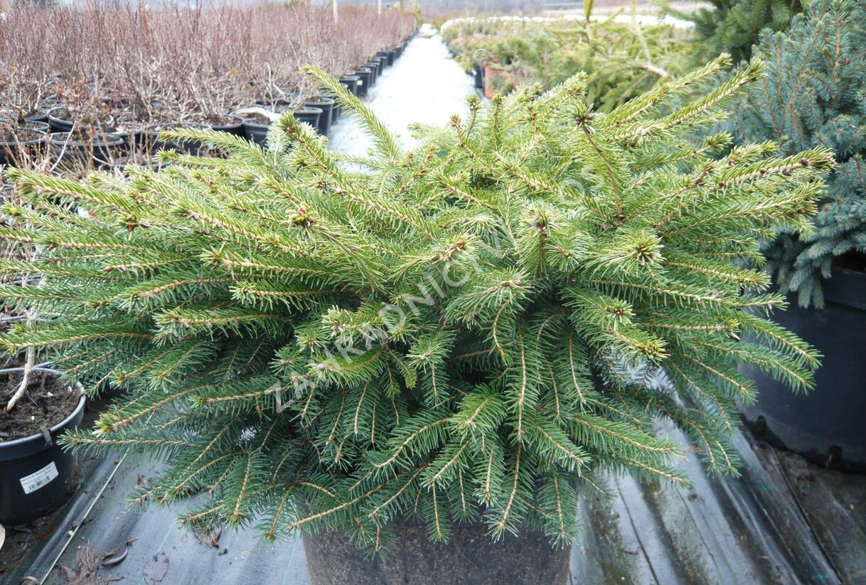 Smrk ztepilý 'Little Gem' - Picea abies 'Little Gem'