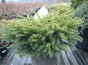 Smrk ztepilý 'Little Gem' - Picea abies 'Little Gem'