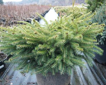 Smrk ztepilý 'Little Gem'