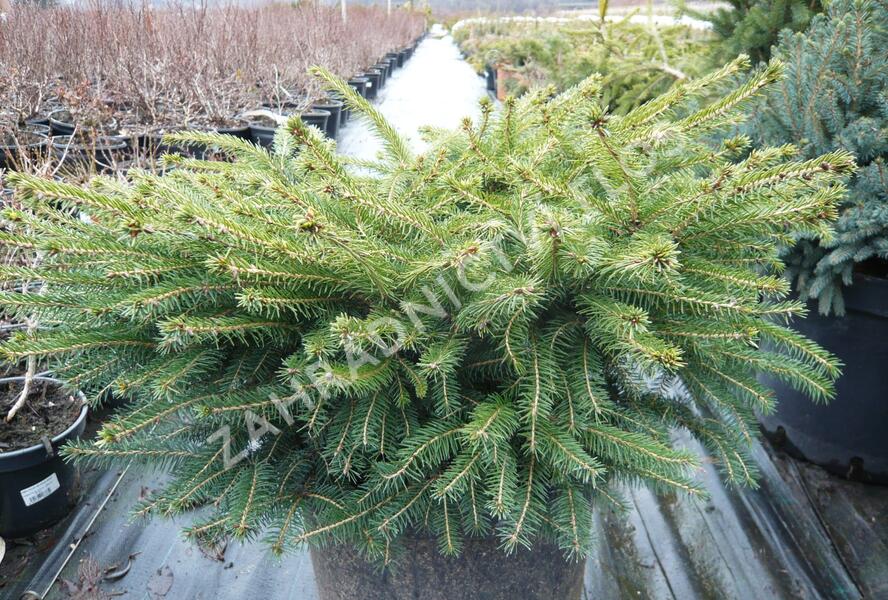 Smrk ztepilý 'Little Gem' - Picea abies 'Little Gem'