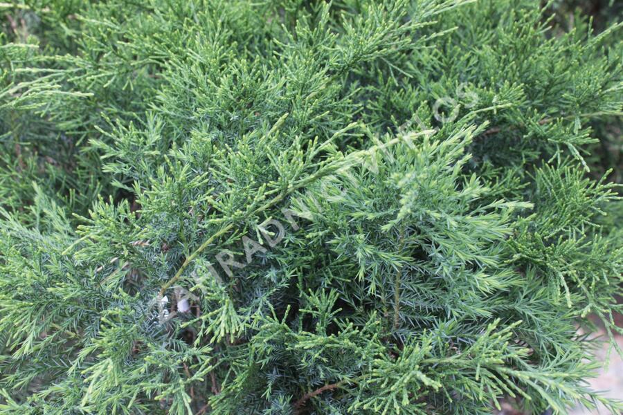 Jalovec chvojka - Juniperus sabina