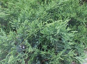 Jalovec chvojka - Juniperus sabina
