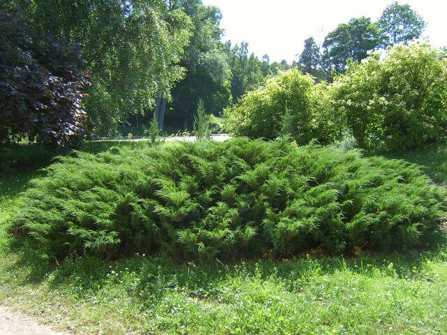 Jalovec chvojka - Juniperus sabina