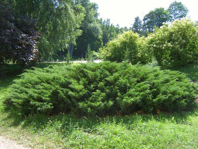 Jalovec chvojka - Juniperus sabina