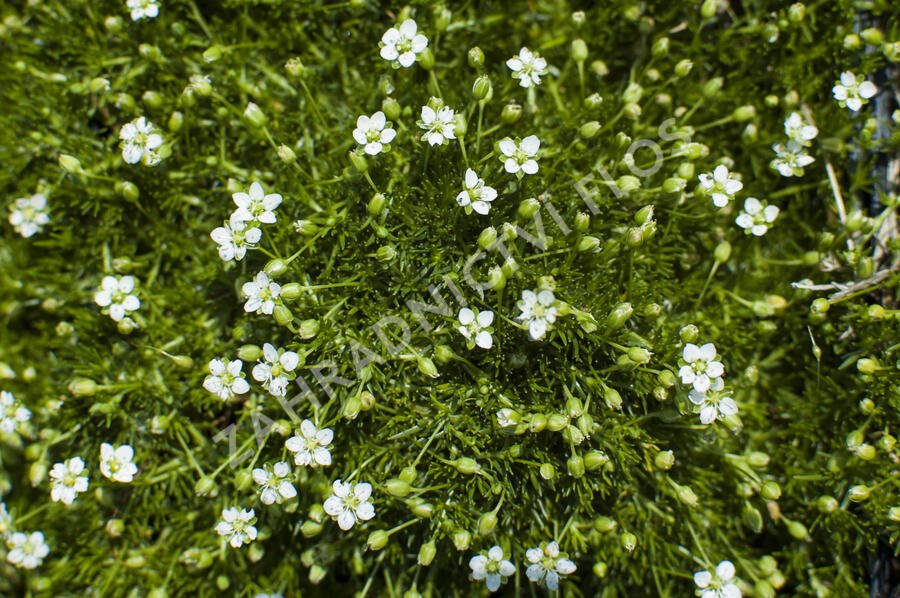 Úrazník 'Moss Green' - Sagina subulata 'Moss Green'