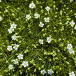 Úrazník 'Moss Green' - Sagina subulata 'Moss Green'