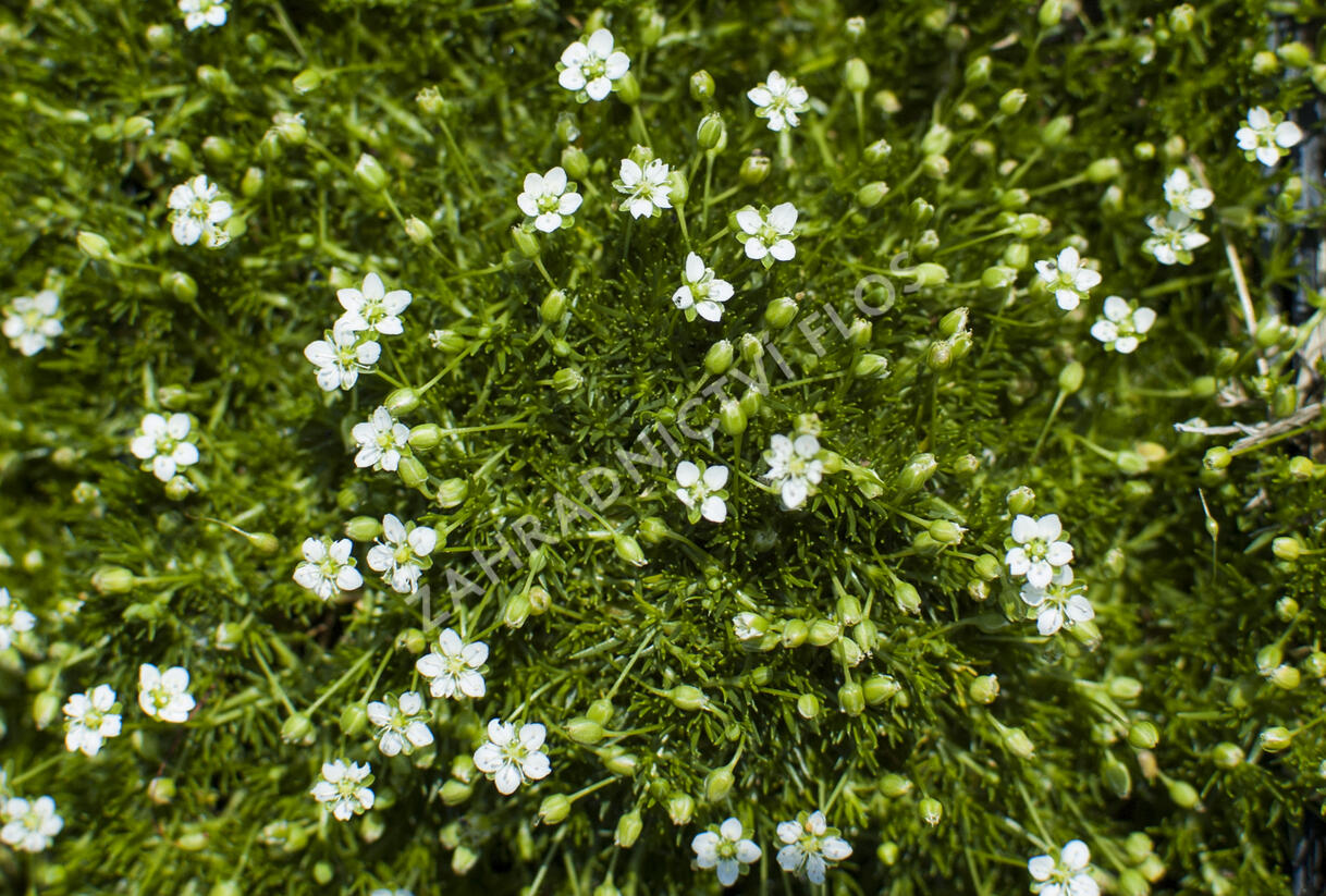 Úrazník 'Moss Green' - Sagina subulata 'Moss Green'
