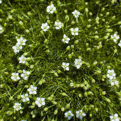 Úrazník 'Moss Green' - Sagina subulata 'Moss Green'