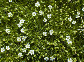 Úrazník 'Moss Green' - Sagina subulata 'Moss Green'