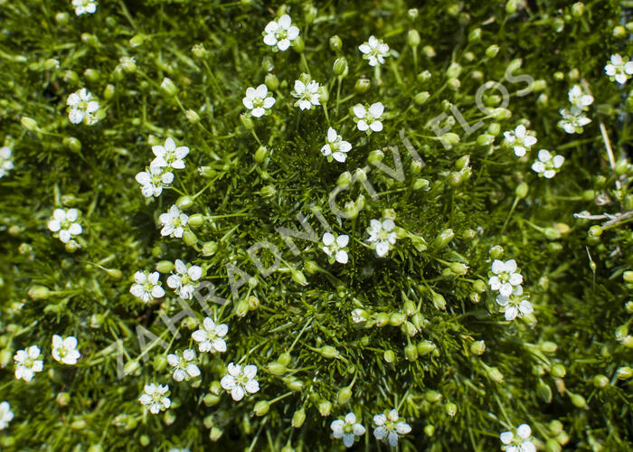 Úrazník 'Moss Green' - Sagina subulata 'Moss Green'