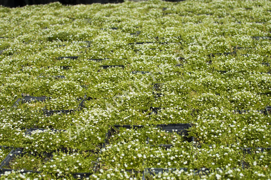 Úrazník 'Moss Green' - Sagina subulata 'Moss Green'