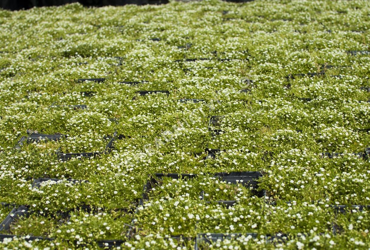 Úrazník 'Moss Green' - Sagina subulata 'Moss Green'
