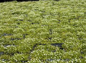 Úrazník 'Moss Green' - Sagina subulata 'Moss Green'