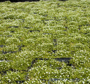 Úrazník 'Moss Green' - Sagina subulata 'Moss Green'