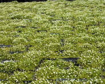Úrazník 'Moss Green'