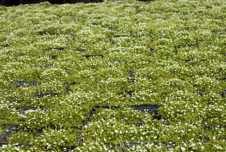 Úrazník 'Moss Green' - Sagina subulata 'Moss Green'