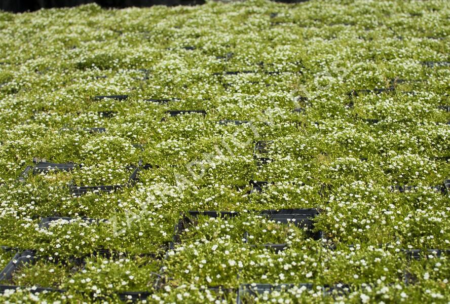 Úrazník 'Moss Green' - Sagina subulata 'Moss Green'